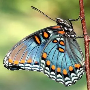 thumbnail for publication: Red-Spotted Purple Limenitis (=Basilarchia) arthemis astyanax (Fabricius) (Insecta: Lepidoptera: Nymphalidae: Limenitidinae)